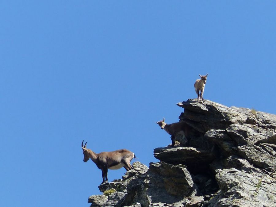 Ibex on the rocks in the Southern French Alps ©trekkinginthealpsandprovence.com